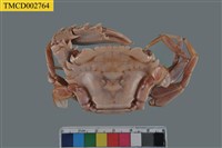 藏品(達氏短槳蟹)的圖片